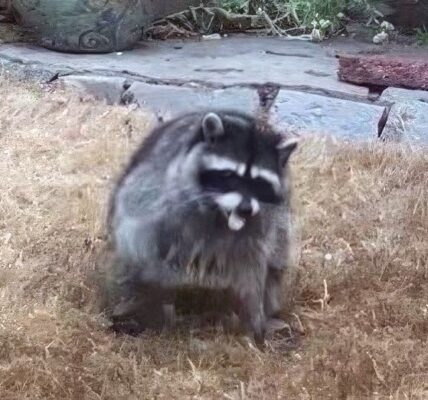 Jimothy the Raccoon