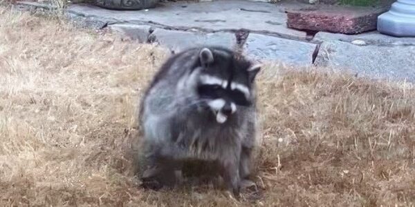 Jimothy the Raccoon